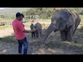 Feeding a Mummy and Baby elephant, Thailand 2022 woth my Son 🙏🏻⭐