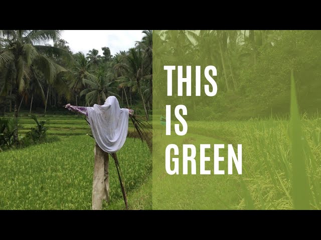 a life of rice ● ASMR PERAWATAN PADI di Nagari Sulit Air ● green forest life class=