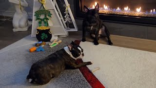 Milo and Odie playing and chasing each other 🐶🐕 #bostonterrier #frenchbulldog #dogs #frenchie #play