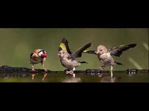 مقنين مدوروش سوق اهراس روووعة الاستماع