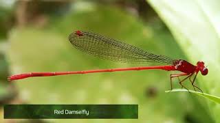 Amazing Types Of Insectspart 1. Gear Mobile Phonemacro Clip Lens