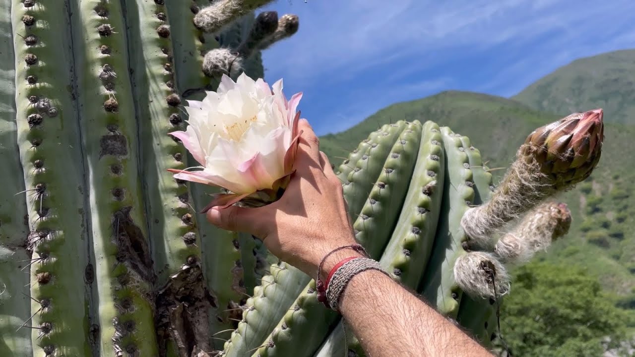 Cardones florecidos en la Quebrada del Toro | Flora Argentina