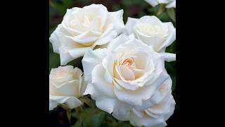 Funeral for Doris Mae (Terry) Roth - July 18th, 1930 ~ July 23rd, 2026
