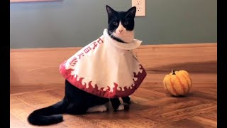 Tuxedo cat Rascal dresses up for Halloween 🎃 by ThatRascal 485 views 2 years ago 2 minutes, 11 seconds