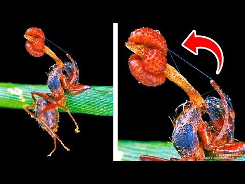 Vidéo: Variation Chromosomique Parmi Les Populations D'une Fourmi Productrice De Champignons: Implications Pour L'évolution Du Caryotype Et Restriction Potentielle Au Flux Génét