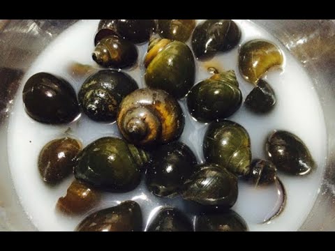 Học mãi - youtube
