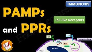 Toll like receptors, PAMPs and PRRs (FL-Immuno/09)