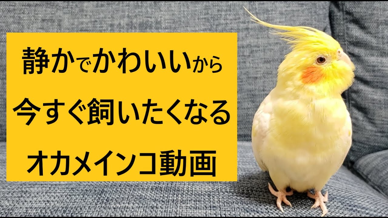 2分で賢い 静かで穏やかなオカメインコをあなたも飼いたくなる動画 Youtube