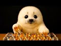 【ASMR】Which keyboard sound do you like best? A seal types on all kinds of keyboards 🍯 #cute #asmr