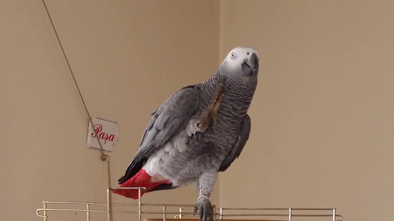 Papağan Paşa sohbet ederken.3