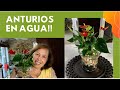 Anturios / Calas cultivadas en Agua!!! Plantas dentro casa ☺