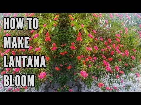 Video: Making Lantana Bloom - What To Do When Lantana Does Not Flower