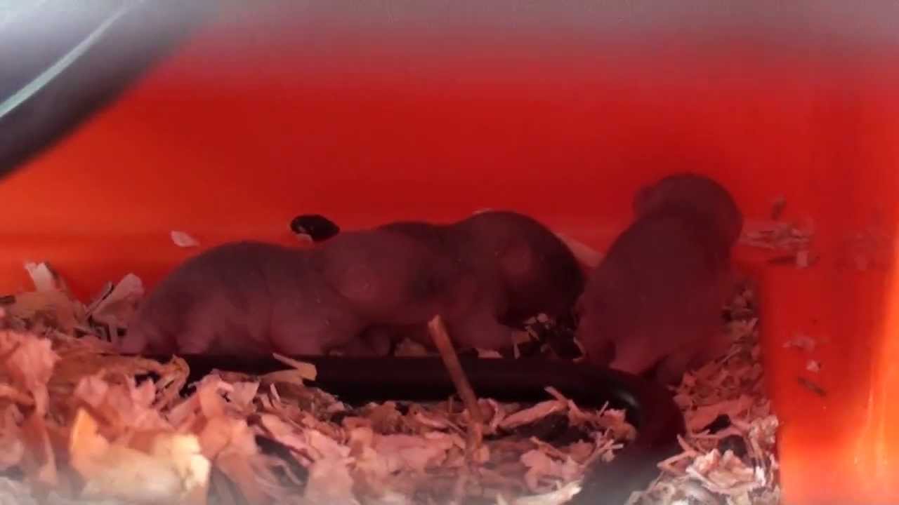 Bebes Souris Avec Leur Mere 1 Semaine Youtube