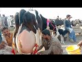 ڈولی شہید منڈی میں آج سب سے زیادہ 60 لیٹر دودھ دینے والی امپورٹڈ فریزن گائے فار سیل