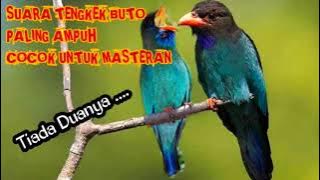 Terbaru 2020, Suara Masteran Burung Tengkek Buto