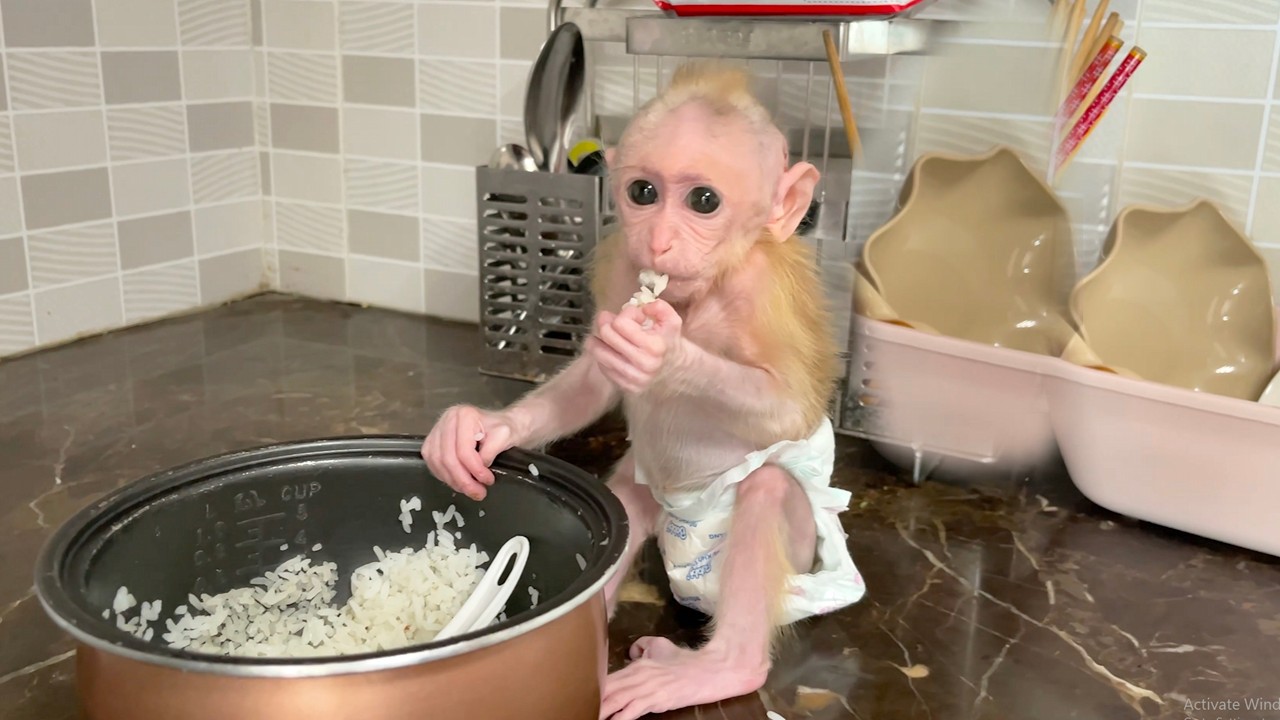 Too Cute! Hungry CUBIS Adorably Asks for Food