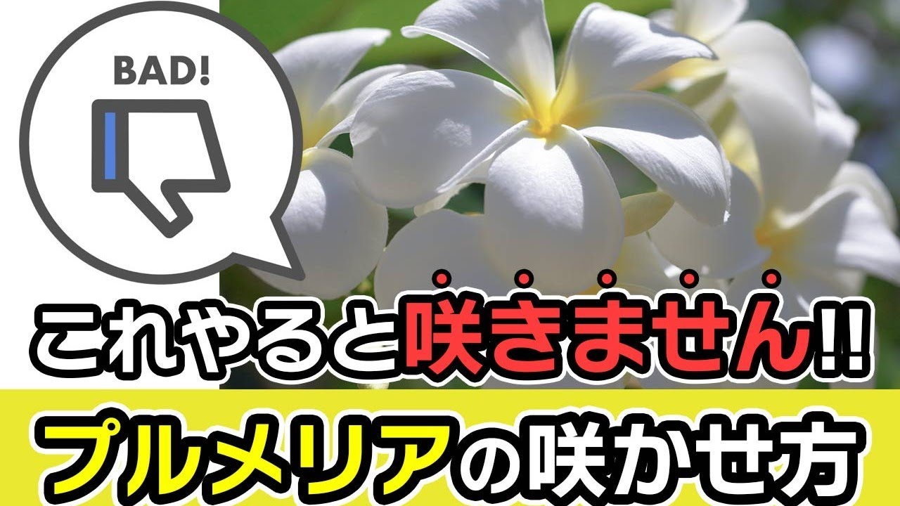 プルメリア　花咲き通し鉢植え 限定数入荷☆プルメリア］ シンガポール鉢植え5号 ／HGPL-226