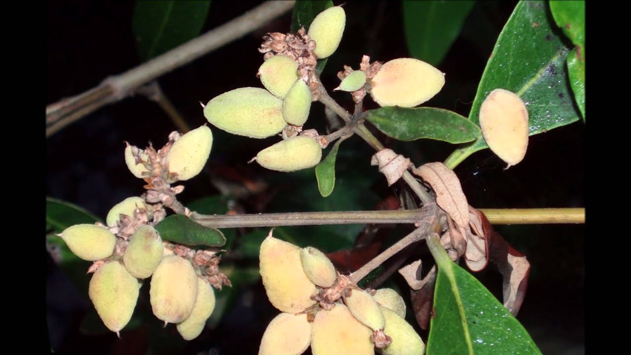 video phone beyonce mp3 Plants of South American Pacific mangrove swamps (Colombia, Ecuador, Peru).