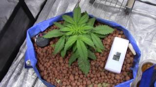 S2:E3 Dizzy Lights & LSD-25 Autoflower cannabis grow