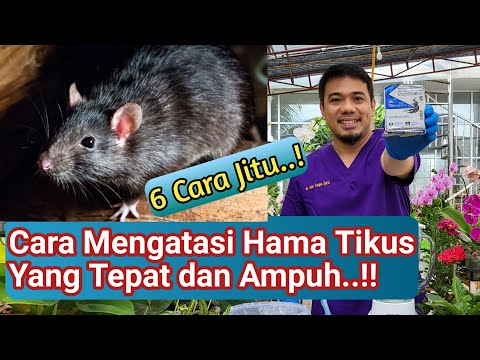 Video: Kulit Dimakan Tikus – Cara Menghentikan Tikus Mengunyah Pohon