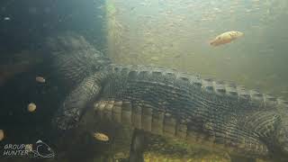 Underwater 4K Video Of Alligators And Cichlids In The Florida Everglades