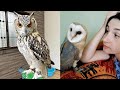Owl birds funny owls and cute owlss compilation 2021 013  funny pets life