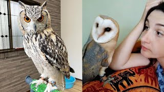 OWL BIRDS🦉- Funny Owls And Cute Owls Videos Compilation (2021) #013 - Funny Pets Life