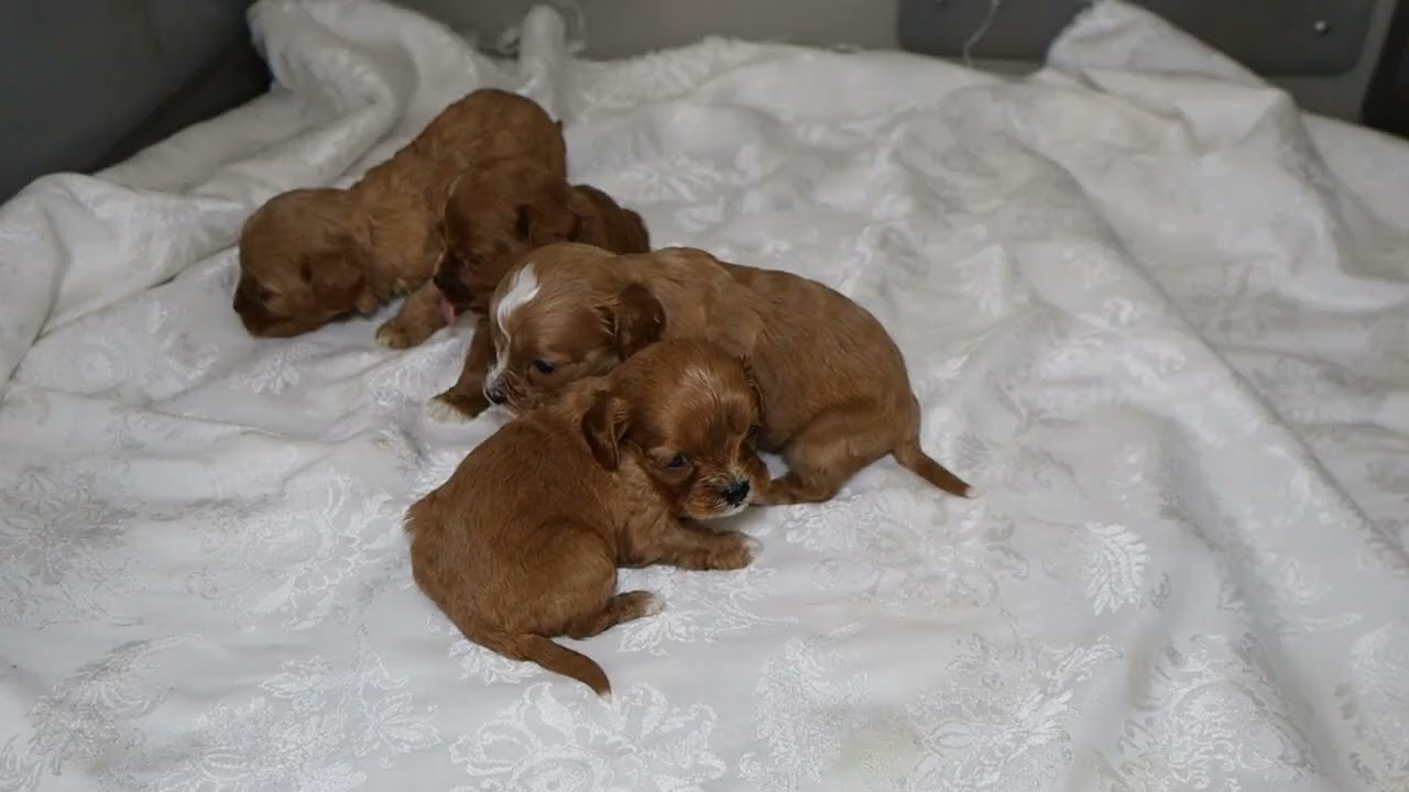 Blue Diamond Penny F1 Cavapoo Litter 1