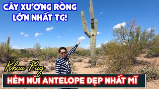 Saguaro: World's Largest Cactus - Antelope Canyon in Arizona screenshot 5