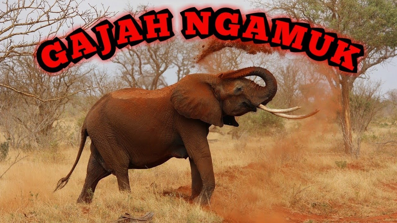 GAJAH NGAMUK - YouTube