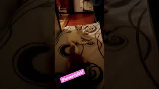 Kibbles Snobelle -Aka- Mr.man