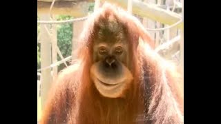 Light skin stare Monkey meme
