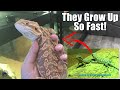 Just How Fast Do Bearded Dragons Grow?