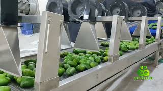 Inside the Mango Sorting Machine: Export Quality Mango Grading at Central Packing House, Dhaka।