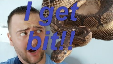 How to handle a defensive snake (ball python) I get tagged /bitten!