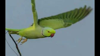 Payaninche o chiluka video Payaninche o chiluka video