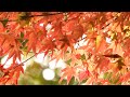 秋の奈良散策〜若草山〜