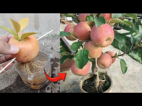 Video: Kupanda Pears za Kikusui – Je! Ni Nini Mti wa Chrysanthemum Unaoelea