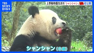 中国で“もぐもぐ”元気な姿　上野生まれシャンシャン、日本メディアに初公開｜TBS NEWS DIG