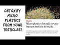 Cnn micro plastics in your testicles how to detoxify and achieve optimal male health
