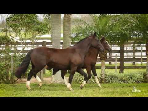 Lote 12 RZ ILEÑA DA CARAPUÇA