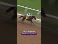 #BreedersCup + HOTY Winners #Shorts