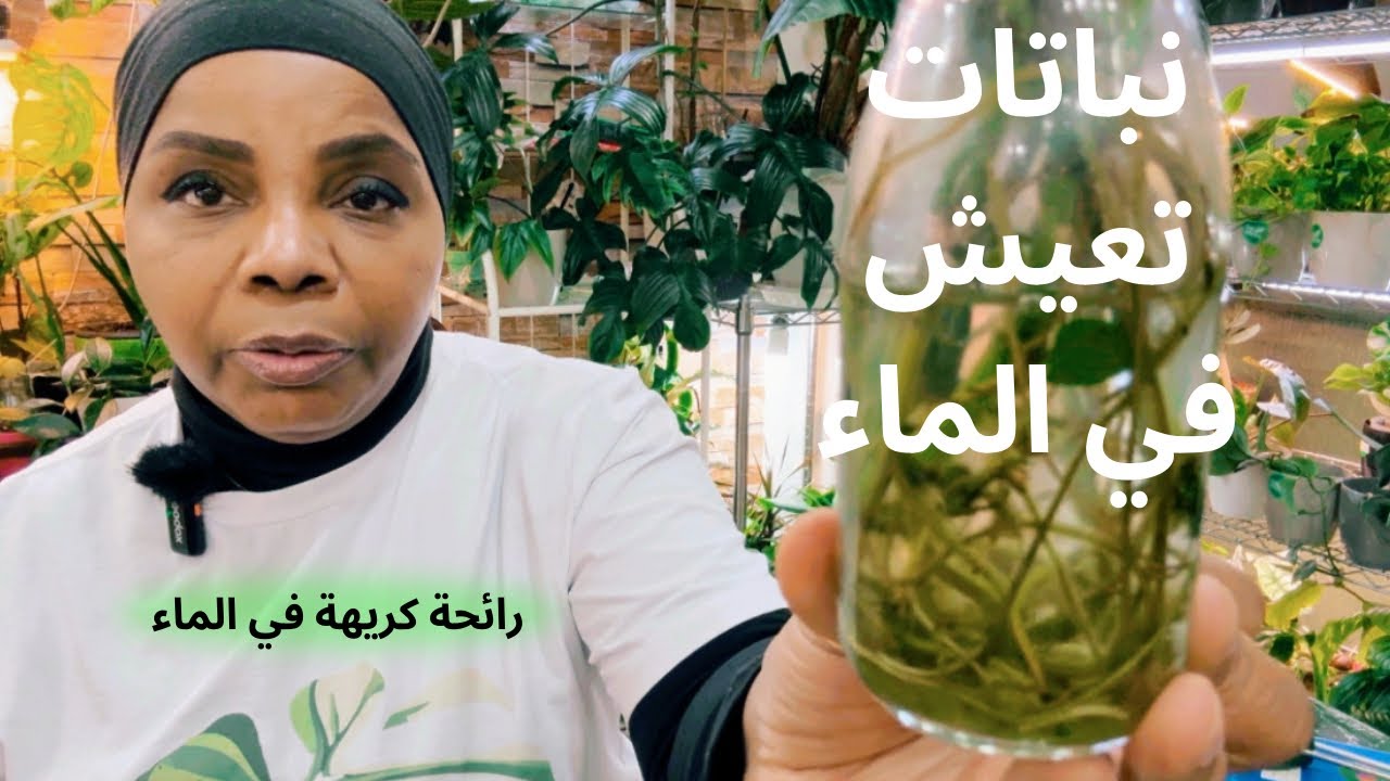 نباتات منزلية تعيش في الماء .. وسبب ظهور رائحة كريهة في الماء ؟!