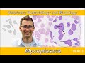 Mycoplasma part 1  veterinary bacteriology and mycology