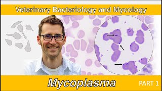 Mycoplasma (Part 1)  Veterinary Bacteriology and Mycology