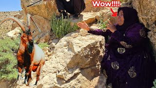 Masoumeh's thrilling encounter with mountain goats on dangerous cliffs; searching for lost goats