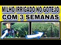 MILHO IRRIGADO NO GOTEJO COM 3 SEMANAS