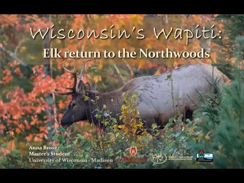 Elk in Wisconsin: A History