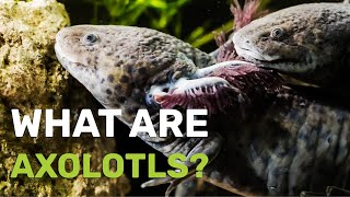 What Are Axolotls?