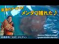 メンダコ捕れた!深海のアイドル!Flapjack octopus, Exsuperoteuthis depressa.Deep sea creatures in JAPAN≫加藤英明【公式】かとチャン